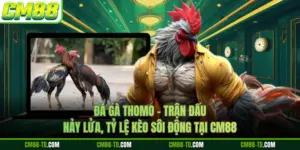 Đá Gà Thomo - Trận Đấu Nảy Lửa, Tỷ Lệ Kèo Sôi Động Tại CM88