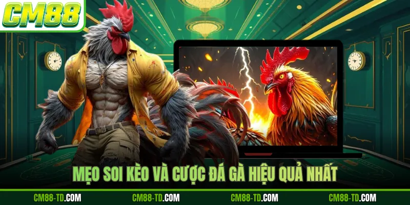 Mẹo Soi Kèo Và Cược Đá Gà Hiệu Quả Nhất